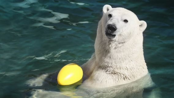 列寧格勒動物園+彼得保羅要塞+埃爾米塔日博物館+滴血大教堂