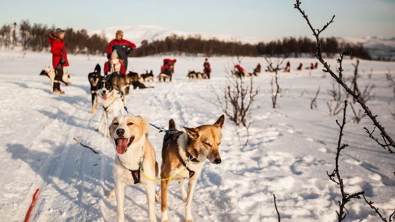 Tromso Husky Self-Drive Sledding with Cake and Drink in Lavvu