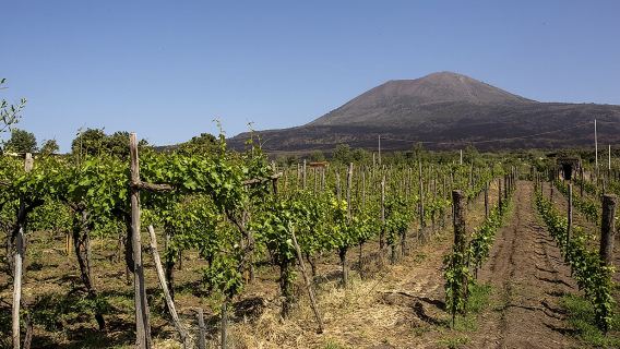 Vesuvius: Wine Tasting