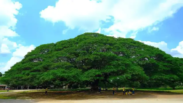 【私人導覽】曼谷出發◆北碧桂河大橋+死亡鐵路+巨型雨樹一日遊