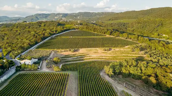 ทัวร์ชมและชิมไวน์พร้อมไกด์ของ Amarone Chateau ใน Valpolicella