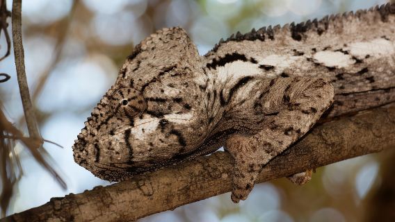 5 ngày từ Tana: Ca nô trên sông Tsiribihina & đại lộ Baobab