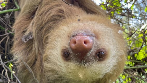 Puerto Limón: Tortuguero, Maratopia, Cahuita, Bananenplantage und vieles mehr: Tour