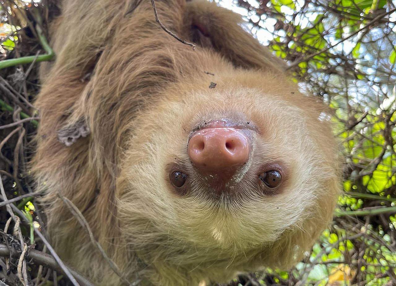 Puerto Limón: Tortuguero, Maratopia, Cahuita, banana plantation, and much more: tour