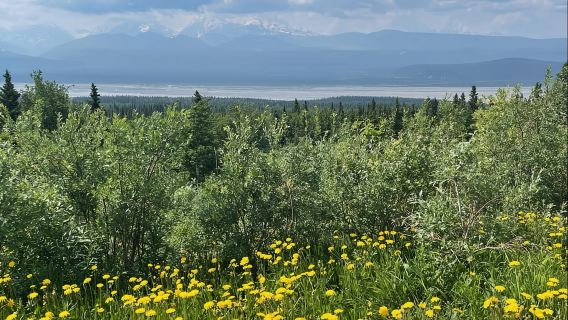 Glacial Lake, Waterfall and rainforest. Beauty of Turnagain!