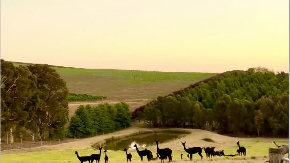 Australia Melbourne Yarra Valley & Dandenongs Ranges 4 Wineries + Chocolate & Ice Cream Factory Tour (Including Lunch)