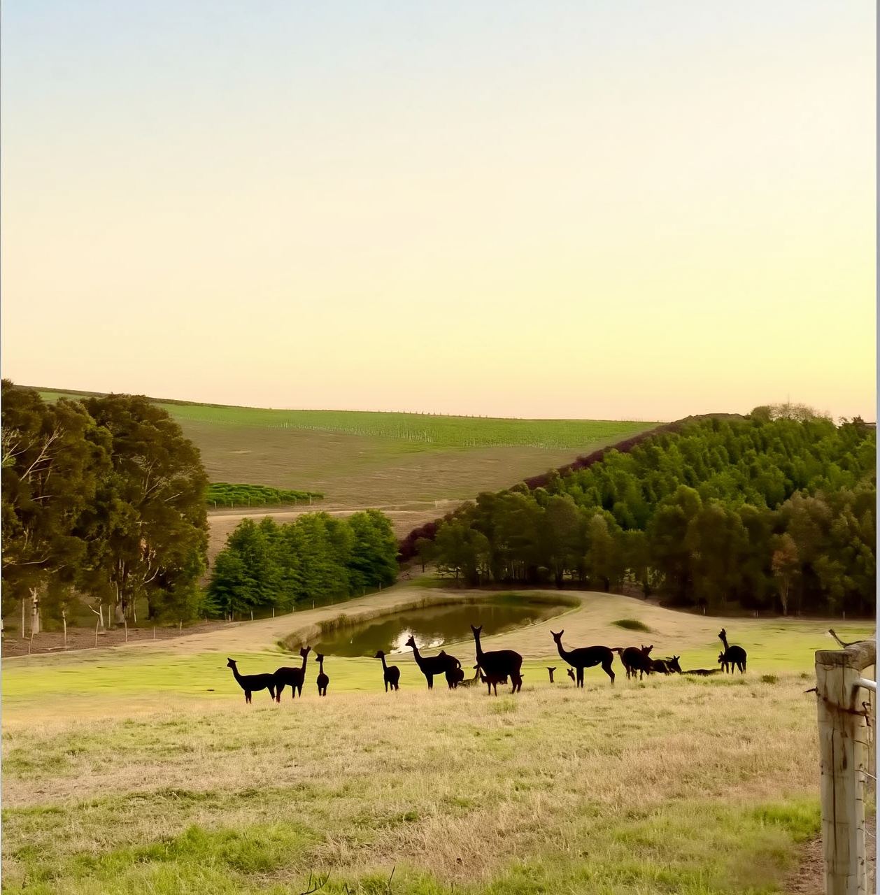 Australia Melbourne Yarra Valley & Dandenongs Ranges 4 Wineries + Chocolate & Ice Cream Factory Tour (Including Lunch)