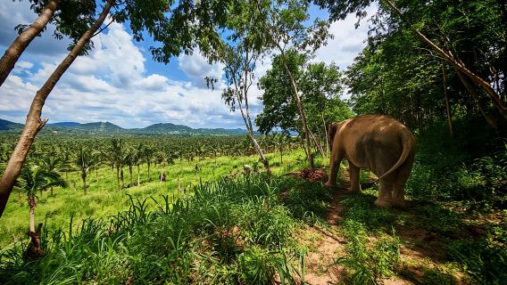 From Pattaya: Living Green Elephant Sanctuary Day Trip
