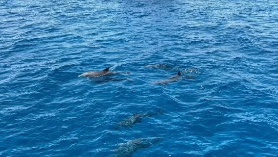 Egypt Red Sea Day Tour: Dolphin Watching, Orange Island, Paradise Island, Certified Scuba Diving & Discovery Scuba Diving