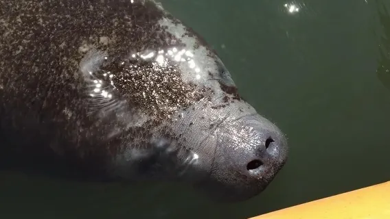 Manatee and Dolphin Kayak Tour - Wildlife Refuge (Titusville)