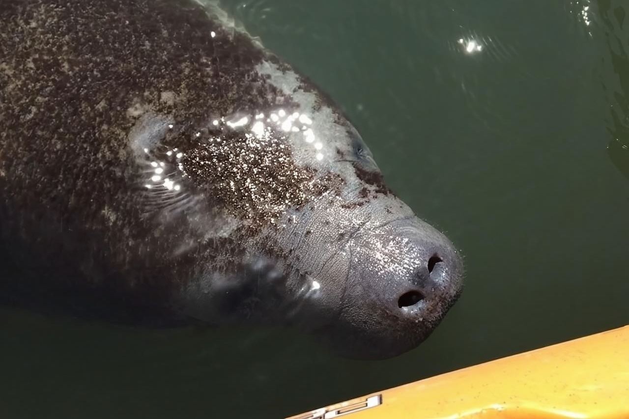 Manatee and Dolphin Kayaking Encounter