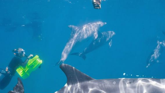 ล่องเรือ Rockingham ในเมืองเพิร์ธ ประเทศออสเตรเลีย (รวมว่ายน้ำกับโลมา) 70607