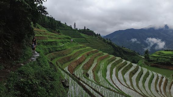 1-Day Longji Terrace Fields-Pingan village Tour with the English Speaking Driver