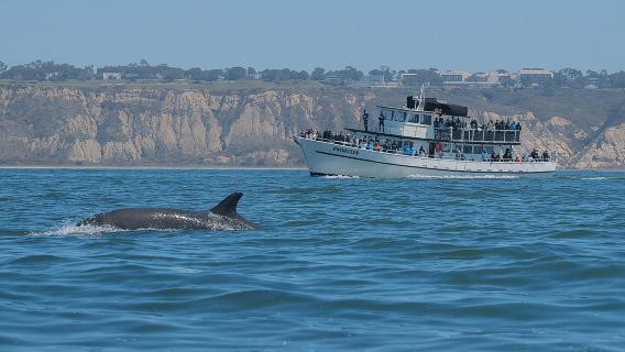 San Diego Whale Watching & Dolphin Cruise