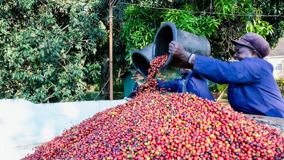 Coffee Farm Village & Factory Half Day Tour with Pick-Up