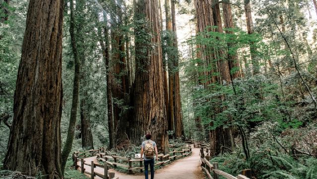 San Francisco, Muir Woods, Sausalito and Optional Alcatraz Tour