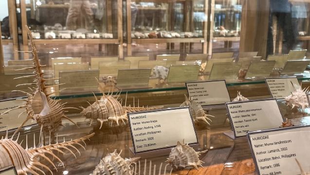 Besuche das Muschelmuseum in Cavtat