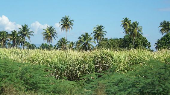 Cabarete: 2-Person Dominican Countryside Buggy Tour