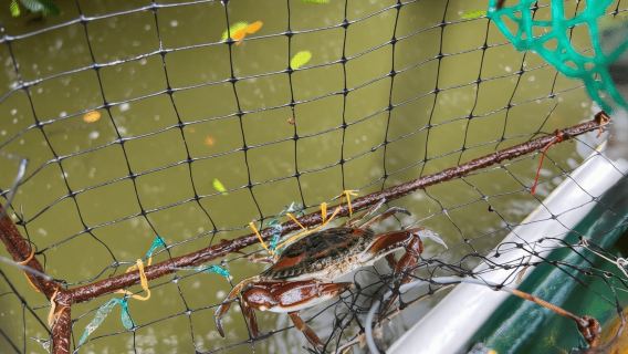 Pengalaman Memancing, Kepiting, Pengamatan Burung di Cartagena + Makan Siang