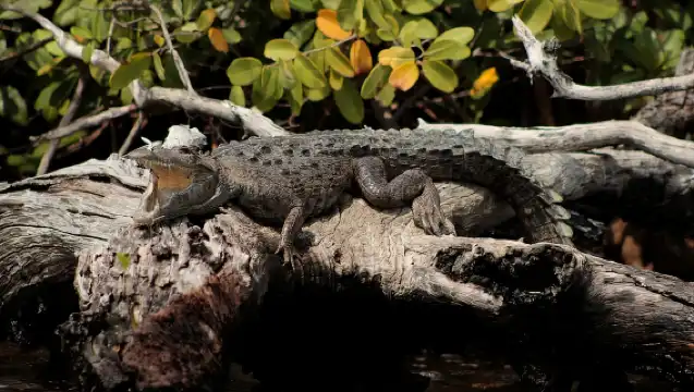 Cancun: Jungle Tour Adventure with Speedboat and Snorkeling.