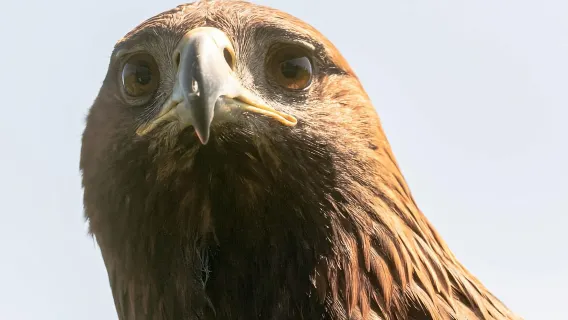 York: Ingresso al centro di osservazione degli uccelli rapaci di York