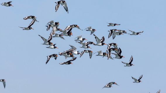 Paseo en barco para observar aves en el estuario del Tajo