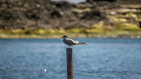 Spedizione di birdwatching marino alle Azzorre con guida biologa