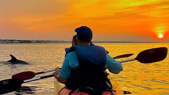 Excursion au coucher du soleil avec des méduses-teignes bioluminescentes et des dauphins