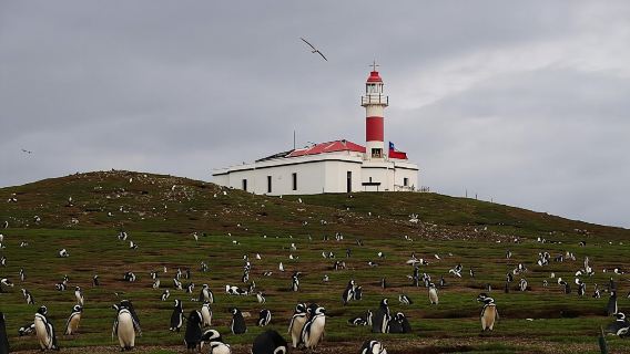 Magdalena Island boat tour from Punta Arenas