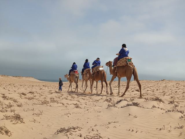 Camel Ride Experience in Dakhla's Desert Landscape