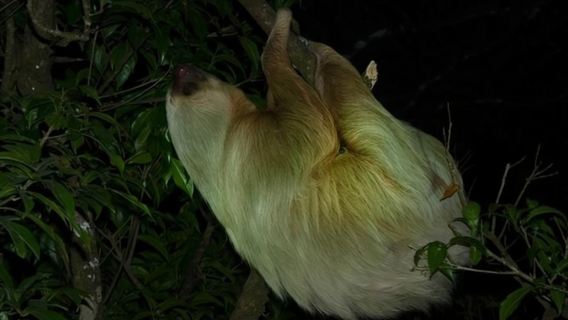 Nachtwanderung im Regenwald von Monteverde