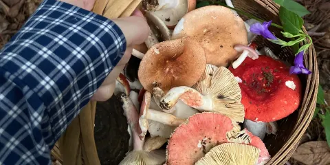 普洱撿菌子採蘑菇+菌子可帶走+科普菌類徒步一日遊