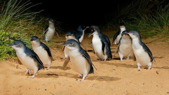 墨爾本普芬比利蒸汽火車+菲利普島一日遊【網紅火車/Penguin Parade】