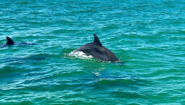 Croisière touristique dans la baie de Pensacola avec les dauphins espiègles