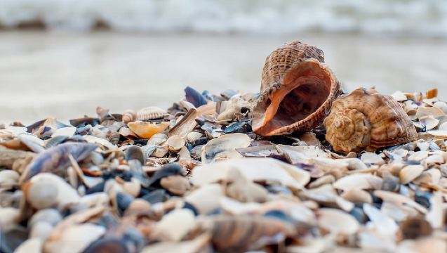 Tour guiado en kayak de 2,5 horas en grupo por el pase de Big Hickory