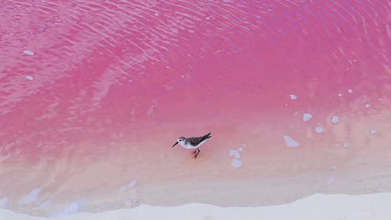 Depart from Cancun: one-day tour to Mexico's Pink Lake and Hobi Patio [ one-day tour in Cancun]