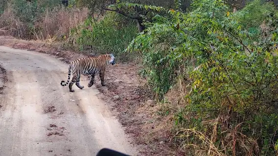 サリスカ日帰りツアー:スリル満点のトラサファリと朝食付き