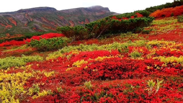 日本旭川市旭山動物園+精靈小屋【中文司機/可訂多日】