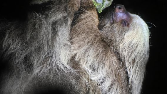 Monteverde Tropical Forest night tour