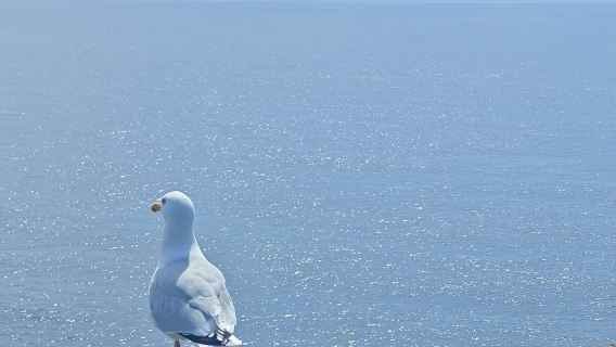 Приватный дневной тур по полуострову Дингл и мысу Сли Хед.