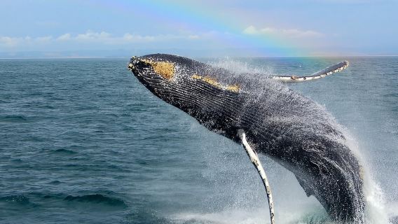 Whale Watching Tour