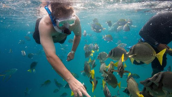 Fai snorkeling ed esplora Pelican Rock in barca di vetro + foto