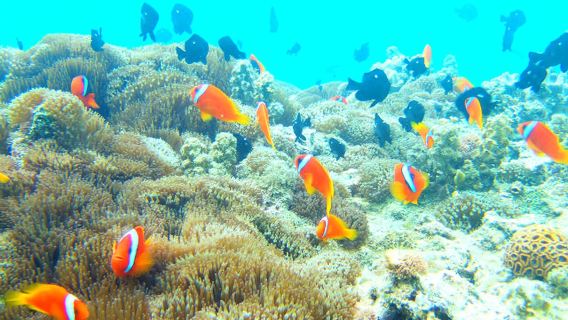 沖縄　SUP&カヤック&シュノーケリング GoodGoodSun