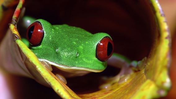 Manuel Antonio National Park Night Tour with transport