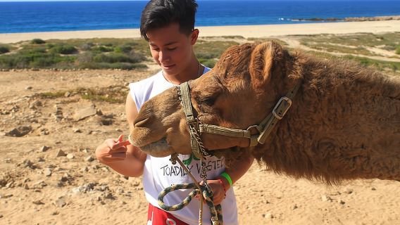 Camel ride & encounter in Los Cabos