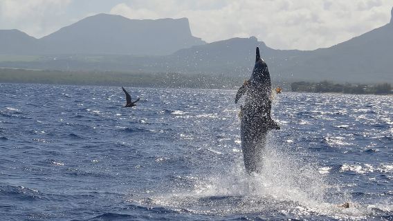 Buceo con delfines, almuerzo en la isla Benitiers, lancha rápida