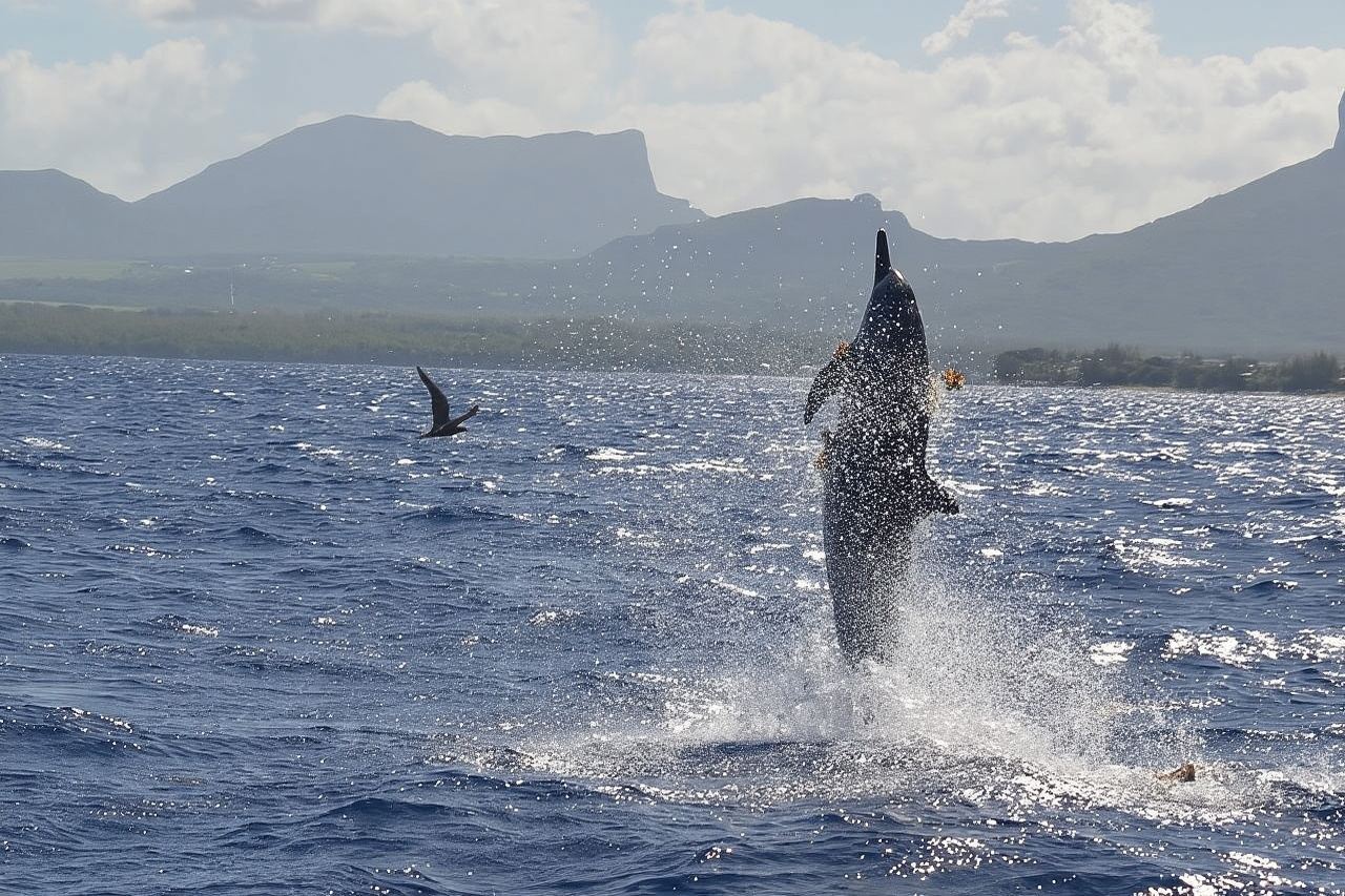 Snorkel with Dolphins, Lunch on Benitiers island, Speedboat