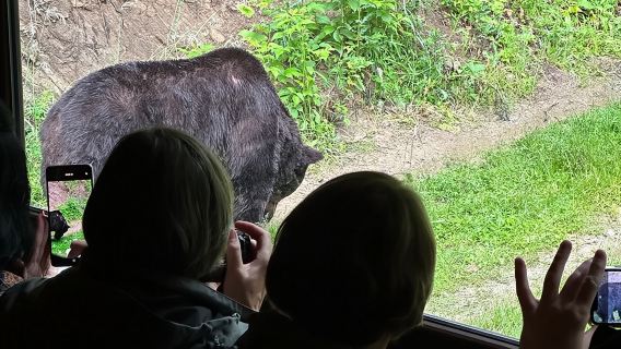 Bear Watching In Brasov: Observe Wild Bears From A Hideout (100%)