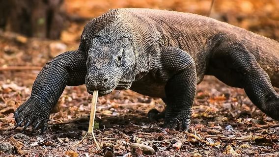 1 Day to Explore Magnificent Komodo Dragon National Park and Snorkeling at Marine Park