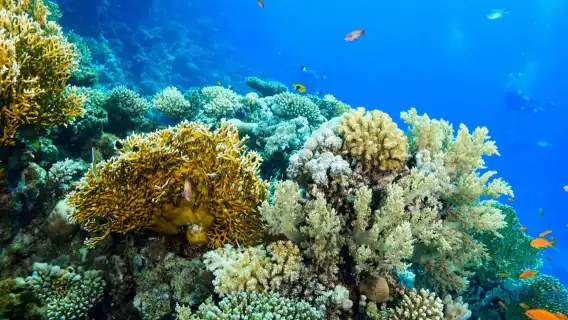 富國島深潛一日遊 無證潛水/持證潛水專業教練帶領探索珊瑚礁